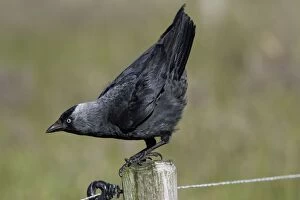 Jackdaw - Taking off from farm fence post