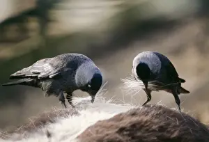 Stealing Prints: Jackdaw UB 127 Plucking hair from horse for nest building Corvus monedula © Uno Berggren / ardea