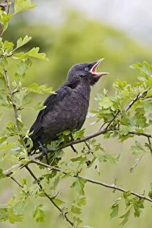 Images Dated 6th June 2008: Jackdaw - youngster on hawthorn branch Bedfordshire UK 005729