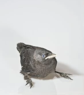 Images Dated 1st June 2008: Jackdaw - youngster on white background 005679