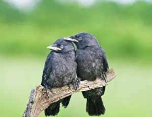 Corvid Prints: Jackdaw - youngsters on branch Bedfordshire UK 005695