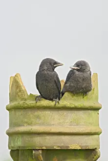 Chimney Prints: Jackdaw - youngsters on chimney pot Bedfordshire UK 005717