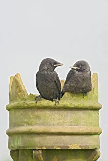 Corvid Collection: Jackdaw - youngsters on chimney pot Bedfordshire UK 005717