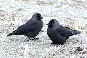 Corvid Collection: Jackdaws - in the frost