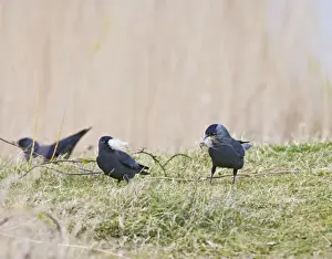 Jackdaws Prints: Jackdaws - gathering nest material North Wales UK 005464