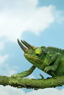 Jacksons Prints: Jackson's Chameleon