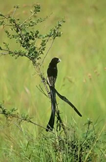 Jacksons Widowbird - male in breeding plumage