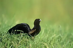 Jackson's Widowbird - male breeding plumage Maasai Mara, Kenya, Africa