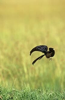 Images Dated 4th September 2008: Jackson's Widowbird - male displaying above cleared area. Maasai Mara, Kenya, Africa