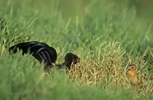 Jackson's Widowbird - male displaying before female. Maasai Mara, Kenya, Africa