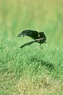 Dancing Prints: Jackson's Widowbird - male displaying above lek