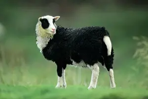 Scotland Prints: Jacob's Sheep - lamb on meadow Isle of Mull, Scotland
