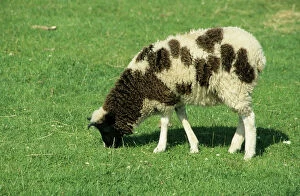 In Field Collection: Jacob's Sheep MA000561