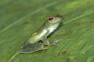 Images Dated 3rd August 2006: Jade Tree Frog Borneo