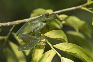 Images Dated 3rd August 2006: Jade Tree Frog Borneo