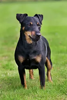 Jagdterrier or Working terrier or German Hunting Terrier