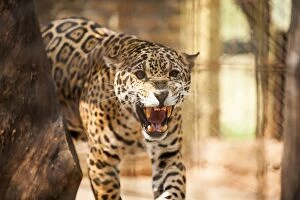 Argentinian Gallery: Jaguar
