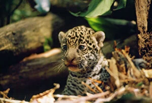Images Dated 31st July 2007: Jaguar - 4 week old cub Amazonas Brazil