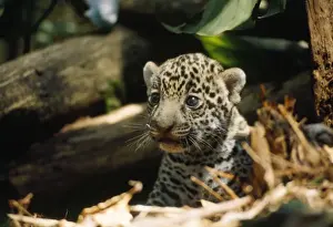 Jaguars Prints: Jaguar - 4 week old cub on forest floor. Amazonas, Brazil