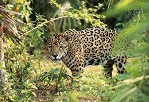 Big Cat Prints: Jaguar Belize