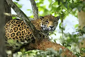 Jaguars Prints: Jaguar Belize