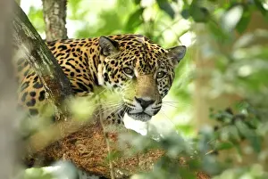 Jaguar Belize