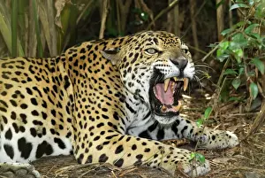 Jaguar Belize