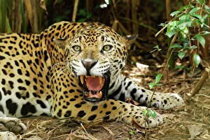 Central America Collection: Jaguar Belize