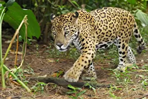 Jaguar Belize