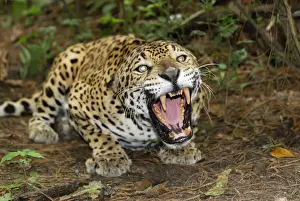 Jaguar Belize