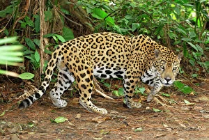 Central America Collection: Jaguar Belize