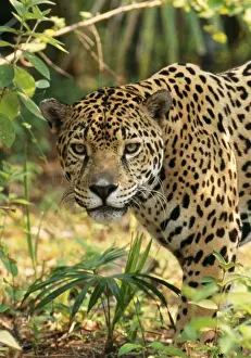 Big Cat Prints: Jaguar Belize