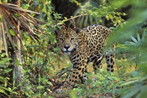 Rain Forest Collection: Jaguar in Central American jungle. 4MR56