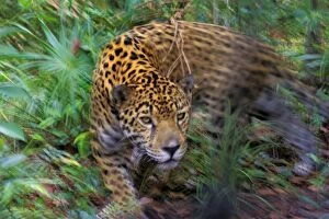 Rain Forest Collection: Jaguar in Central American tropical jungle. 2mr217