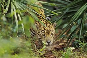 Rain Forest Collection: Jaguar in Central American tropical jungle. 2mr60