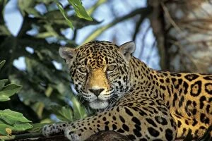 Rain Forest Collection: Jaguar in Central American tropical jungle. 2mr695