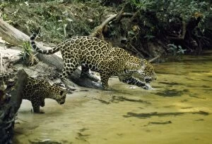 Jaguar - female & 10 week old cub coming to edge of creek, in the wild