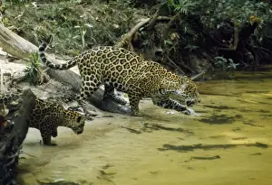 Jaguars Prints: Jaguar - female & 10 week old cub coming to edge of creek, in the wild. Amazonas, Brasil