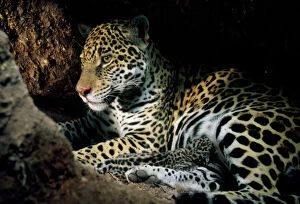 Brazil Collection: Jaguar - female, with 2 day old cub in forest floor den. In the wild. Amazonas, Brazil