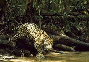 Images Dated 14th October 2010: Jaguar - female - creek side - Amazonia Brazil