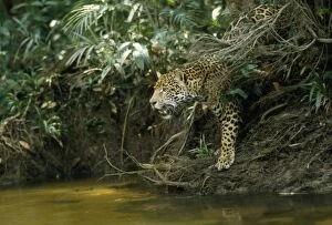 Jaguar - female, at edge of creek looking across water. In the wild