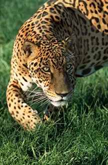 Watching Prints: Jaguar FG 12421 Panthera onca © Francois Gohier / ardea. com