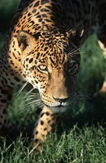 Jaguars Prints: Jaguar FG 12423 Panthera onca © Francois Gohier / ardea. com