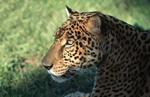 Jaguar FG 12425 Panthera onca © Francois Gohier / ardea. com