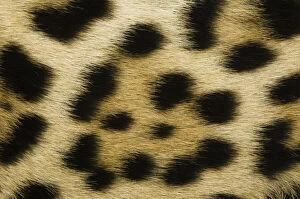 Basin Gallery: Jaguar Fur close-up showing pattern (Panthera)