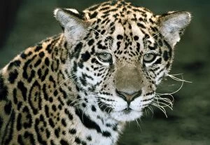 Jaguar, Head Portrait