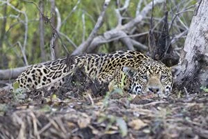 Jaguar - large male lying flat on forest floor