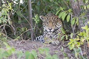 Images Dated 13th July 2009: Jaguar - lying down - Cuiaba River - Brazil *Digitally removed branch in foreground