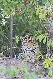 Images Dated 13th July 2009: Jaguar - lying down - Cuiaba River - Brazil *Digitally removed wound on jaguar's face