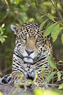 Images Dated 13th July 2009: Jaguar - lying down - Cuiaba River - Brazil *Digitally removed branch from foreground